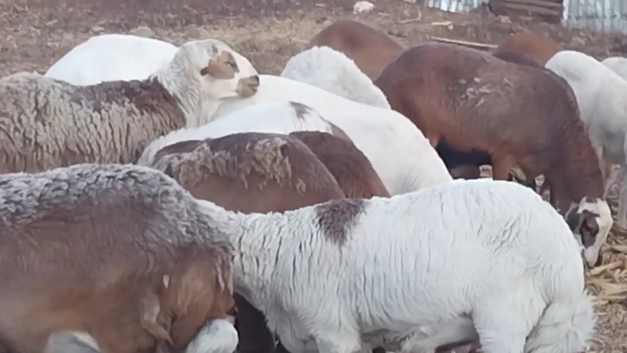 በጎችን ሳርና ቅጠላቅጠል በመመገብ ብቻ ማድለብና ትርፋማ መሆን ይቻላል | ከወጭ ነፃ የሆነ የማደለብ መንገድ | 