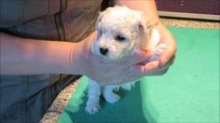 Bichon Frisé Hvalpe. N-Kuld. 15. Video Soignering