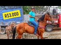 💲 FEIRA DE CAVALO EM CAMPINA GRANDE PB - PRIMEIRA VEZ DO REI DO AMENDOIM!! (24/03/2021)