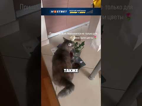 ЦВЕТЫ БЕЗ ПОВОДА