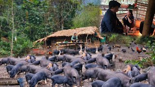 On a 100-day journey of caring for pigs from pregnancy to farrowing, the man arrived