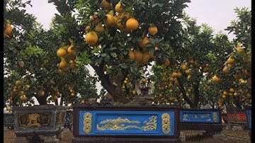 Bưởi cảnh tết 2021.siêu phẩm bưởi cảnh tại thị trấn văn Giang Hưng yên