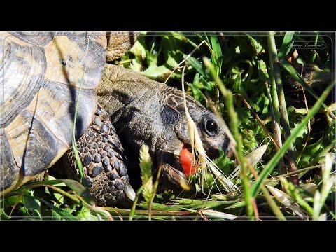 Βίντεο: Spiny χελώνα Softshell