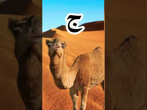 ج جمل في الصحراء   