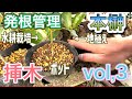 【本榊】挿木してみたvol3。新芽が出てきた『発根管理』