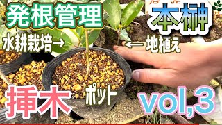 【本榊】挿木してみたvol3。新芽が出てきた『発根管理』