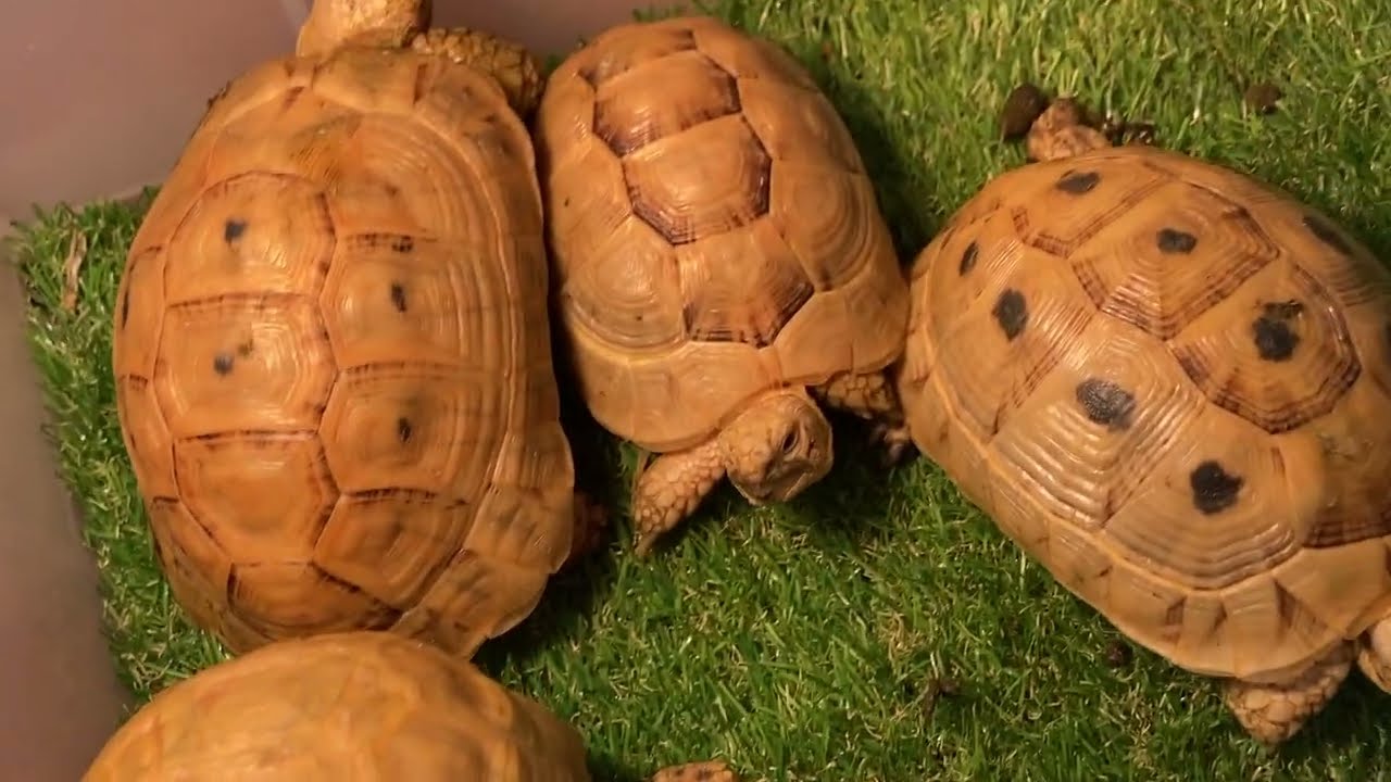 300匹以上の亀がいる九州ナンバーワンの亀専門店『KalMet』さんにお邪魔しました!! #KalMet #亀