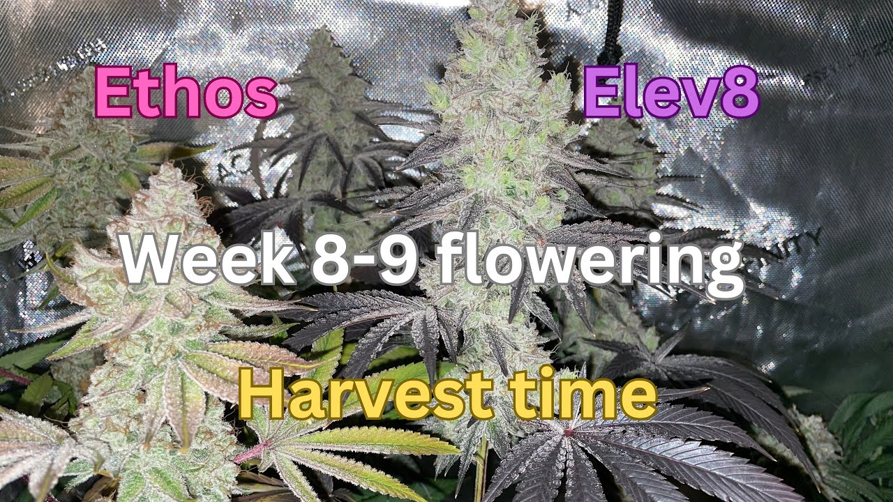 Week 8-9 flowering harvest time strains white wedding frosty Kong Lilac diesel