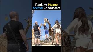 Ranking INSANE Animal Encounters 😭🐻|| #ranking #animals #wildlife #nature