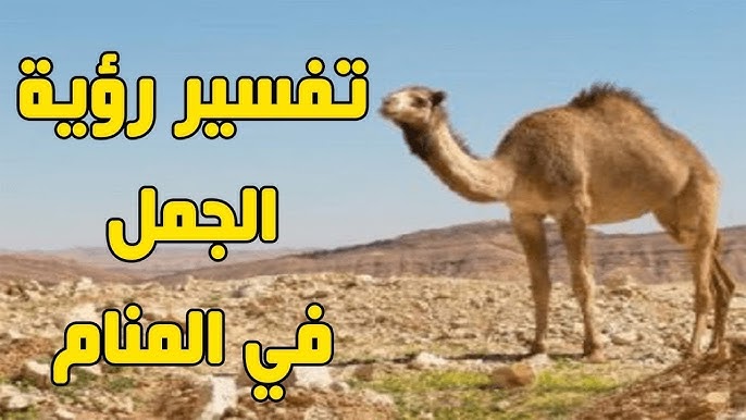 شرح مفصل لرؤية الجمل في الأحلام وتفسير ذلك - تفسير رؤية الجمل في الأحلام