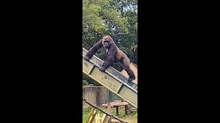 Gorillas Using Slides!