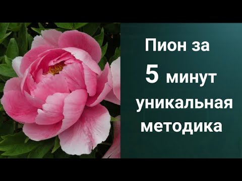 Видео: Как рисовать Пион. Получите 50 уроков бесплатно сслыка в описании.