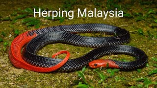 Herping Malaysia - Krait berkepala merah dan Ular Serigala