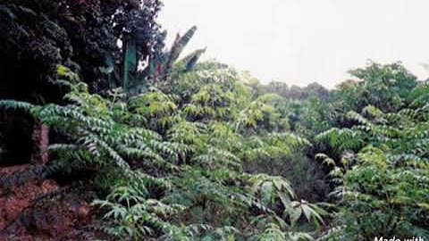 (إن الذين قالوا ربنا الله ثم استقاموا ... ) ما تيسر من سورة فصلت للشيخ رضوان البحطيطي )