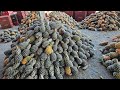 FRUTAS E VERDURAS MAIS BARATAS DA REGIÃO, NA CEACA DE CARUARU-PE