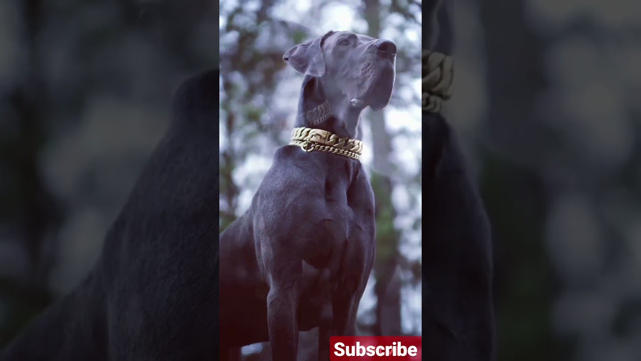 Black great Dane gentle dog status 🔥