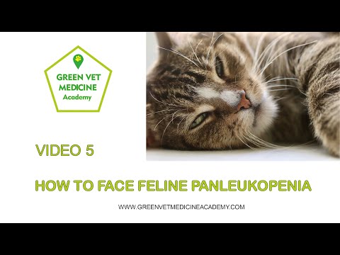 วีดีโอ: การรักษา Feline Distemper ในแมว - Panleukopenia Treatment