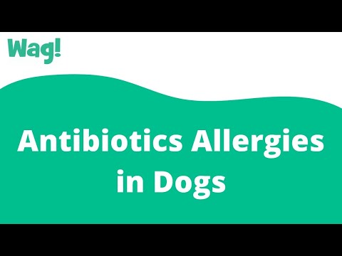 Antibiotics Allergies in Dogs | Wag!