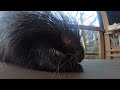 Porcupine takes a power walk around the zoo