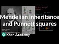 Mendelian inheritance and Punnett squares | High school biology | Khan Academy