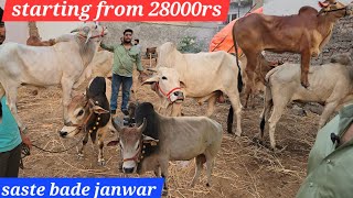 Saste bade janwar in moinbagh edibazar | ongole deoni and Desi bull's ki Patti available