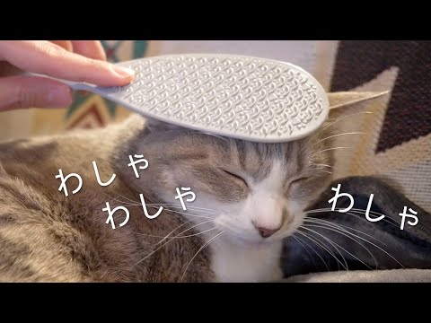 なで猫しゃもじでわしゃわしゃしてみた | モアクリ | Vlog#043