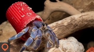 Henderson Island has nearly 40 million pieces of plastic waste!