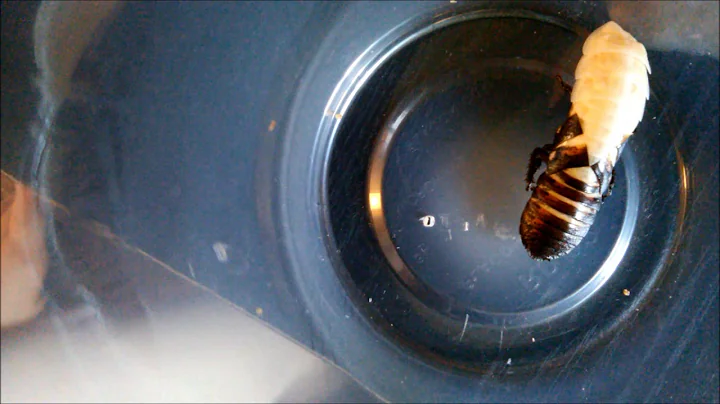 Gromphadorhina oblongonota molting