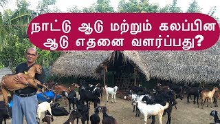 நாட்டு ஆடு மற்றும் கலப்பின ஆடு விற்பனை வாய்ப்பு எதில் அதிகம்