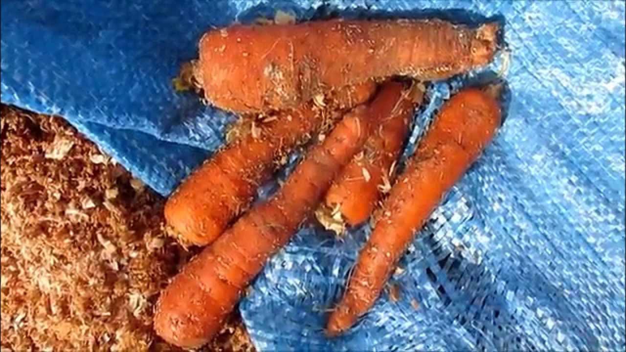 Морковку во мху. Хранение моркови. Хранение моркови в песке. Ящик для хранения моркови. Ящик для хранения моркови.