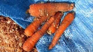 Off Grid Living: How to Store and Keep Carrots Fresh~ The Sawdust method