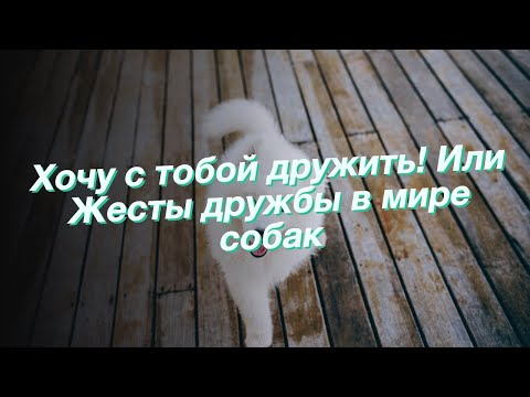 Хочу с тобой дружить! Или Жесты дружбы в мире собак
