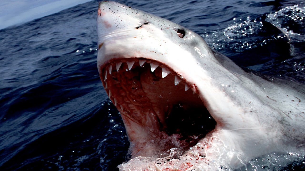 Top 10 Largest Fish In The World Top 10 Clipz Great White Shark Shark Photos Megalodon Shark