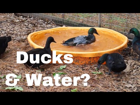 Vidéo: Les canards de Pékin ont-ils besoin d'eau pour nager ?
