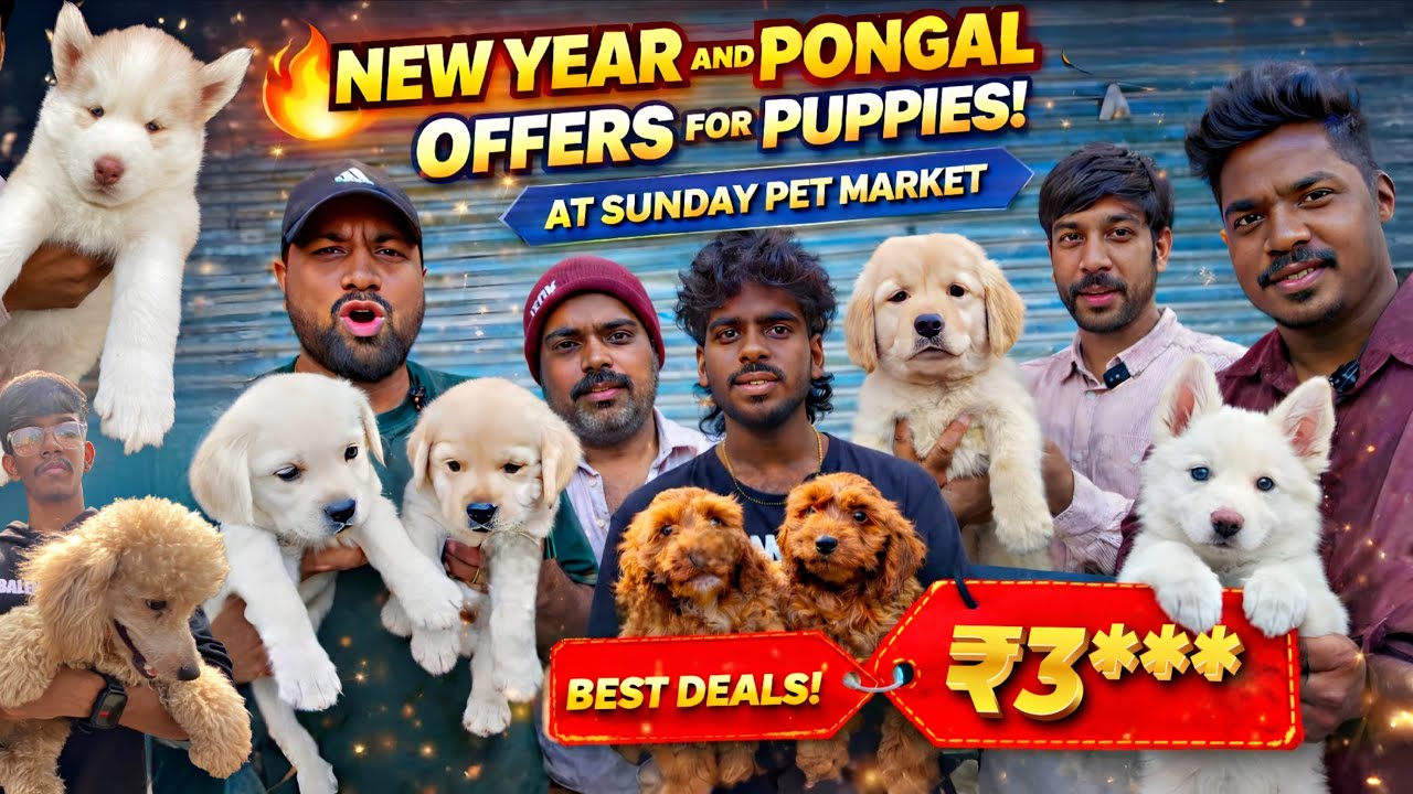 💥New Year & Pongal Offers 🔥 Sunday Pet Market | Mannady Chennai   