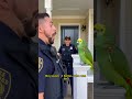 #parrot #comedy #skit #shorts #tiktok #wild #caught #drama #awkward #lol #voiceacting #fyp