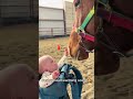 Chaotic Horses Doing The Most Hilarious Things Ever#HorseFails #GoofyHorses #HilariousAnimals