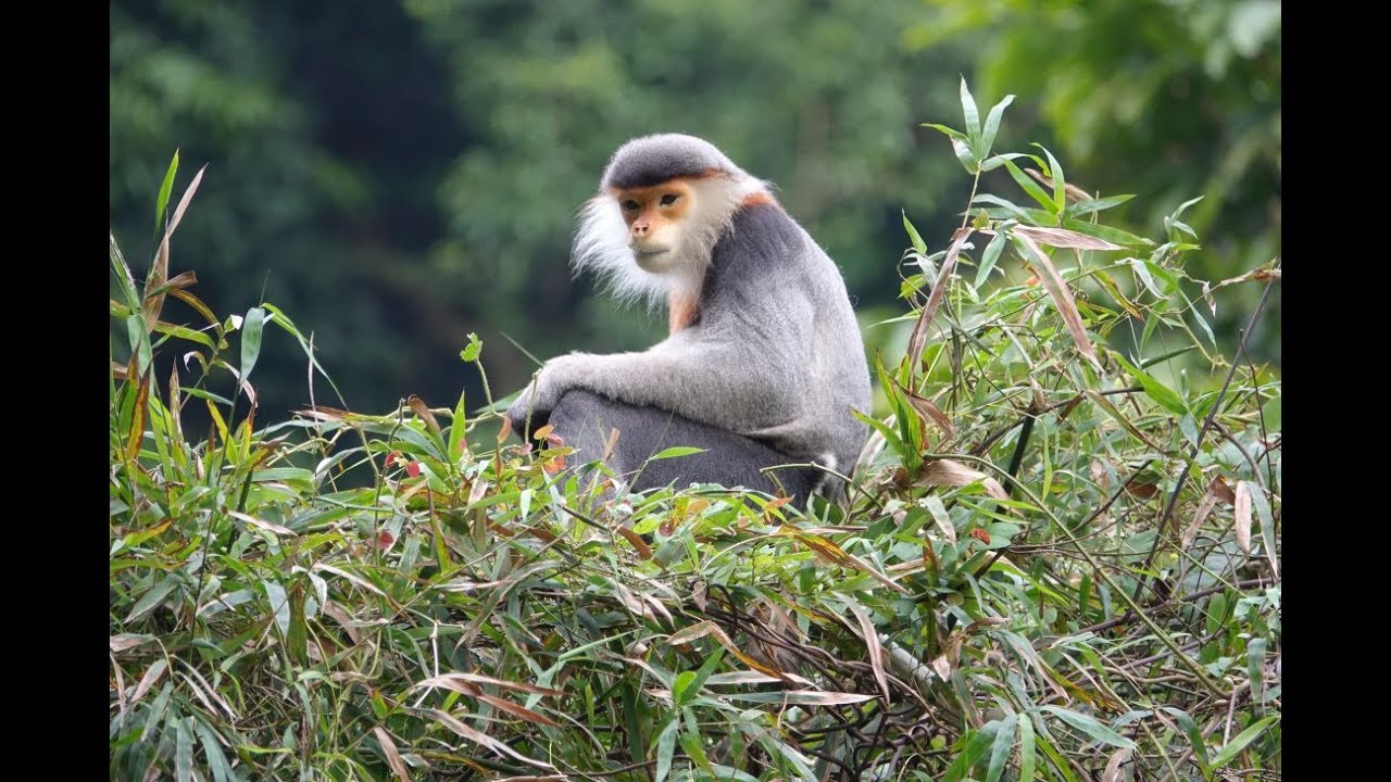 One of the rarest animals in the world