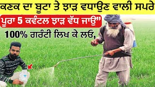 ਦਖ ਕਣਕ ਦ ਬਟ ਤ ਝੜ ਵਧਉਣ ਵਲ ਜਬਰਦਸਤ ਸਪਰ Increase Wheat Tillering