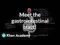 Meet the gastrointestinal tract! | Gastrointestinal system physiology | NCLEX-RN | Khan Academy