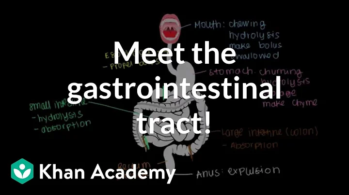 Meet the gastrointestinal tract! | Gastrointestinal system physiology | NCLEX-RN | Khan Academy - DayDayNews