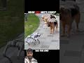 ai robots vs dog and cat 💀 #funny #dog #animals #cat #lion #respecta #robotpet #companionrobot