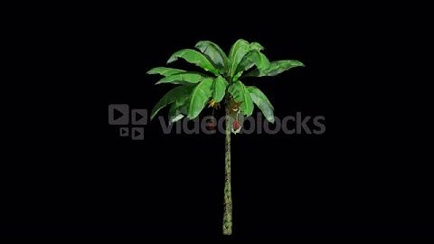 Palm tree in the breeze with alpha perfect for compositing