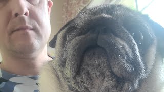 Pug life by Anth 888 views 8 months ago 1 minute, 6 seconds