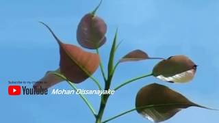 Jayasirima Hamuduruwane - Deepika Priyadharshani