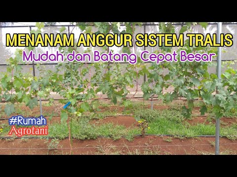 Video: Seberapa Jauh Menanam Anggur? Jarak Tanam Antara Semak Dan Barisan. Bagaimana Skema Menanam Tanaman Merambat Dengan Teralis?