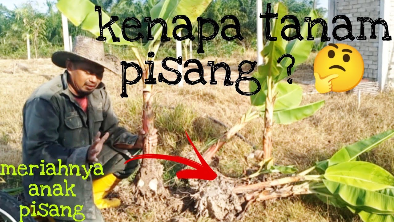 [Episod420] anak-anak pisang 'free' dari kebun abah. taman jer, ni caranya..🙌🏿