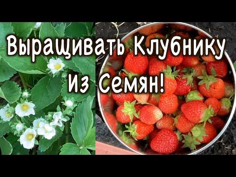 Выращивать Клубнику Из Семян, Стоит Ли Это Ваших Усилий? - YouTube