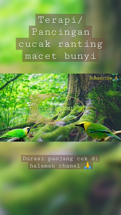 Terapi/Pancingan cucak ranting/ijo macet bunyi #shorts #shortsvideo