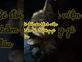 Bé đòi vào bệnh viện chăm bà. Thương gì đâu á #cat #happy #xuhuongyoutube #catlover #meow #meo